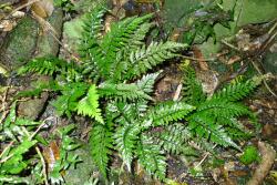 Asplenium lamprophyllum. Small plants spreading on stony ground.
 Image: L.R. Perrie © Leon Perrie CC BY-NC 3.0 NZ